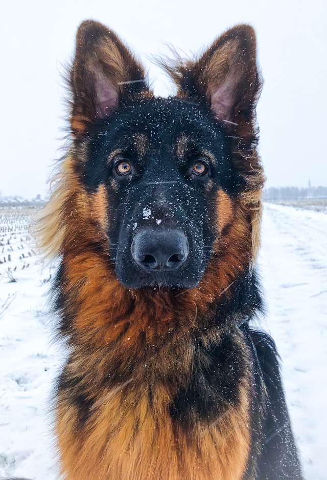Adopting a German Shepherd Puppy: Insights and Preparation